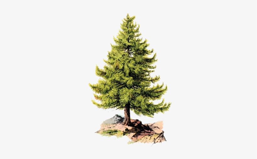 Pine Tree - Pine Tree Illustration Vintage, transparent png #337396