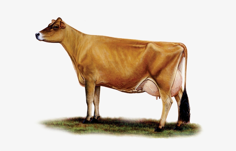 Black And White Download Home Cheese Artisan Swartberg - Jersey Cattle, transparent png #337530