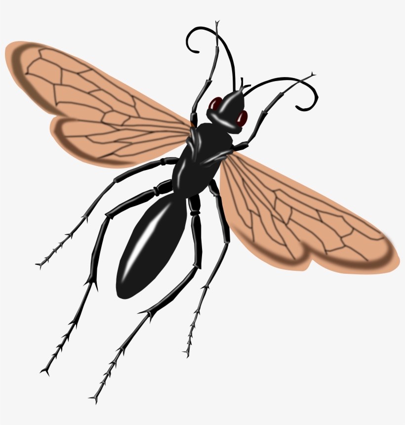 Free To Use & Public Domain Animals Clip Art - Tarantula Hawk Wasp Drawing, transparent png #337924