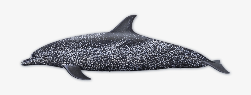 Atlantic Spotted Dolphin - Dolphins With Spots, transparent png #338234