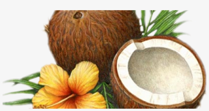 Surprising Beauty Benefits Of Coconut Oil - Coconut Oil, transparent png #338236