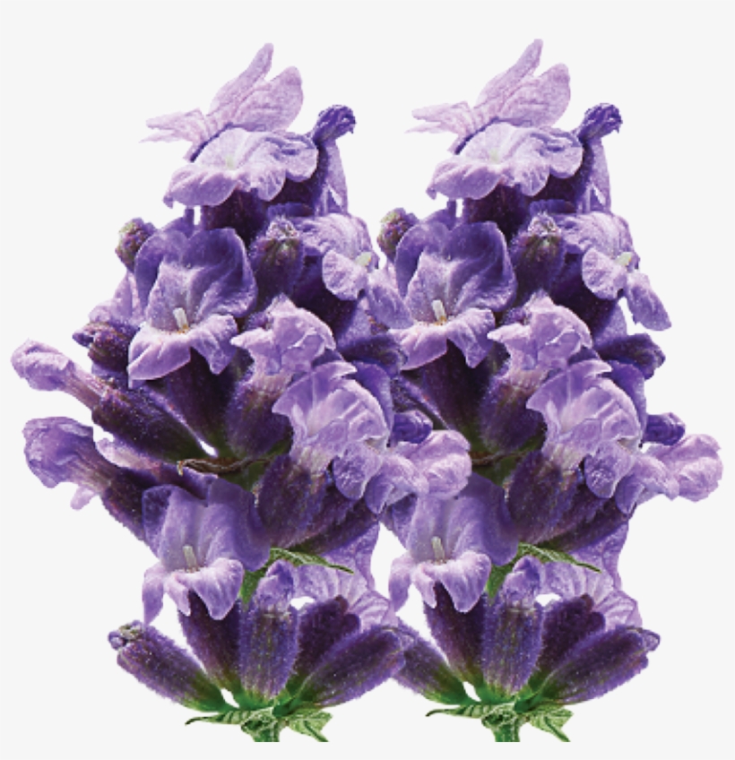 Artificial Flower, transparent png #338406
