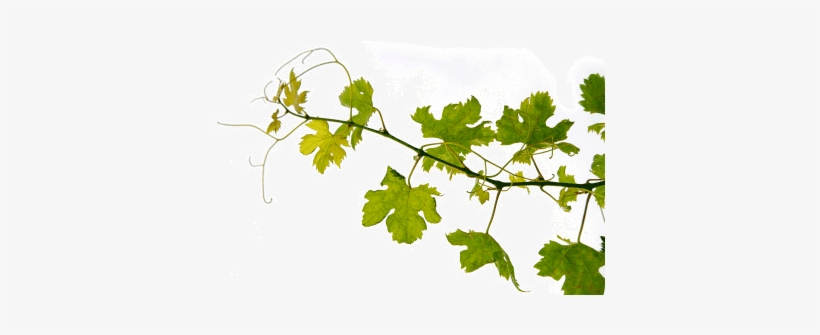 Vine Png - Grape Vine Png, transparent png #338586