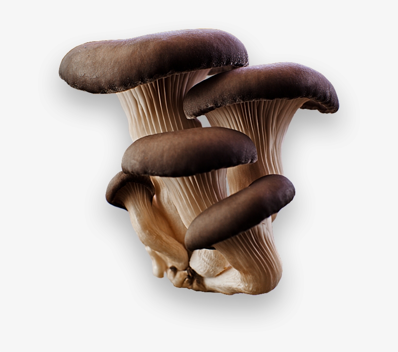 Download - Oyster Mushroom No Background, transparent png #338713