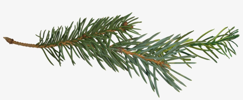 Pine Yahoo Image Search Results Projects To - Pine Tree Branch Png, transparent png #338761