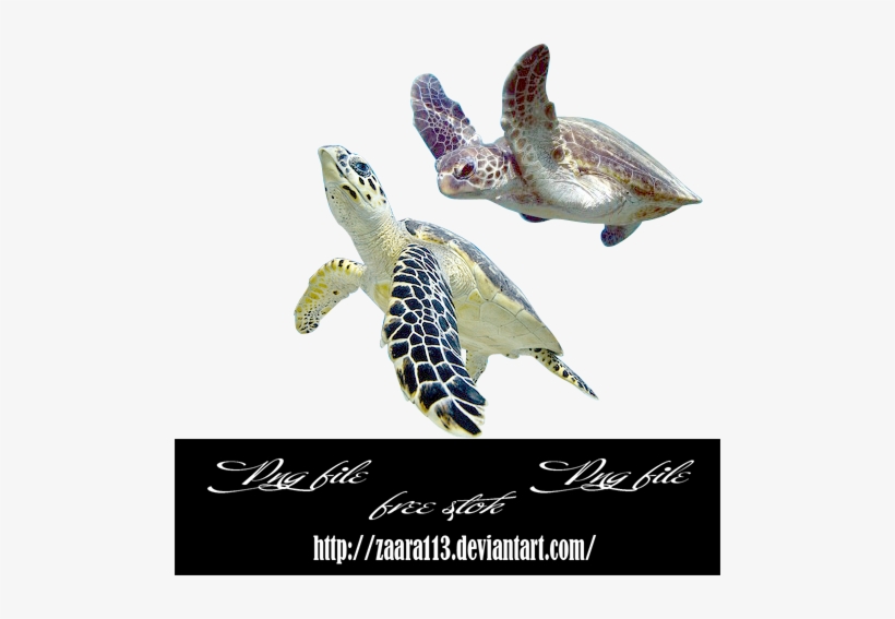 Turtle Png By Nasrzaara - Turtle, transparent png #338908