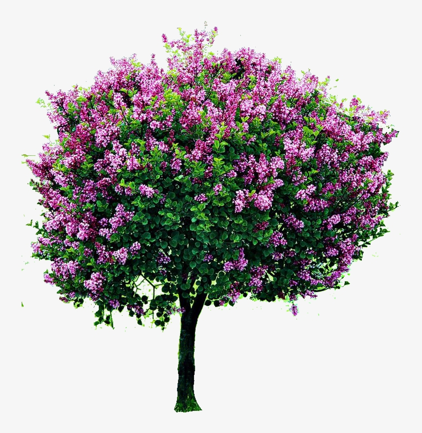 Png Cutout Tree - Syringa Vulgaris Sensation Tree, transparent png #338954