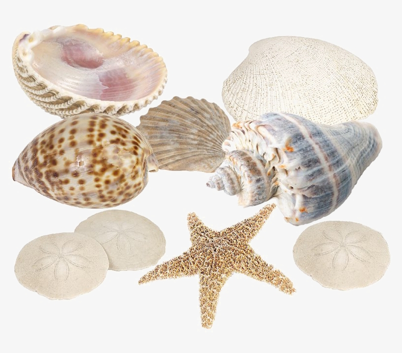 Seashell Download Png Image - Fun With Scavenger Hunts [book], transparent png #339348