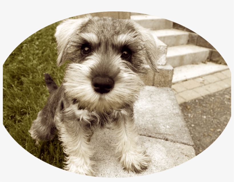 If You Have Decided To Bring A New Animal Into Your - Schnauzer Mini Sal Y Pimienta, transparent png #339667