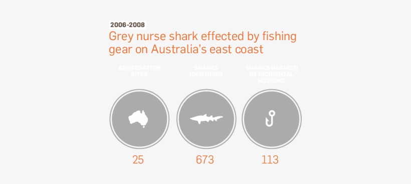 Grey Nurse Sharks - Australia Zoo, transparent png #3304104