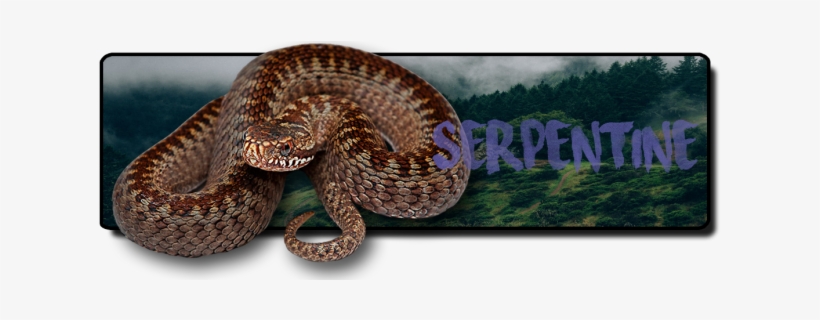 [ Img] - Serpent, transparent png #3305130