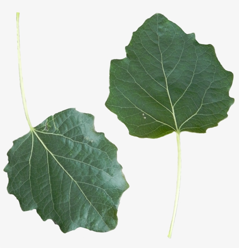 Populus Alba Leaf Front Side - Populus Alba Leaf, transparent png #3306815