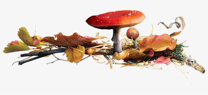 Buscar Con Google - Tube Champignons, transparent png #3310518