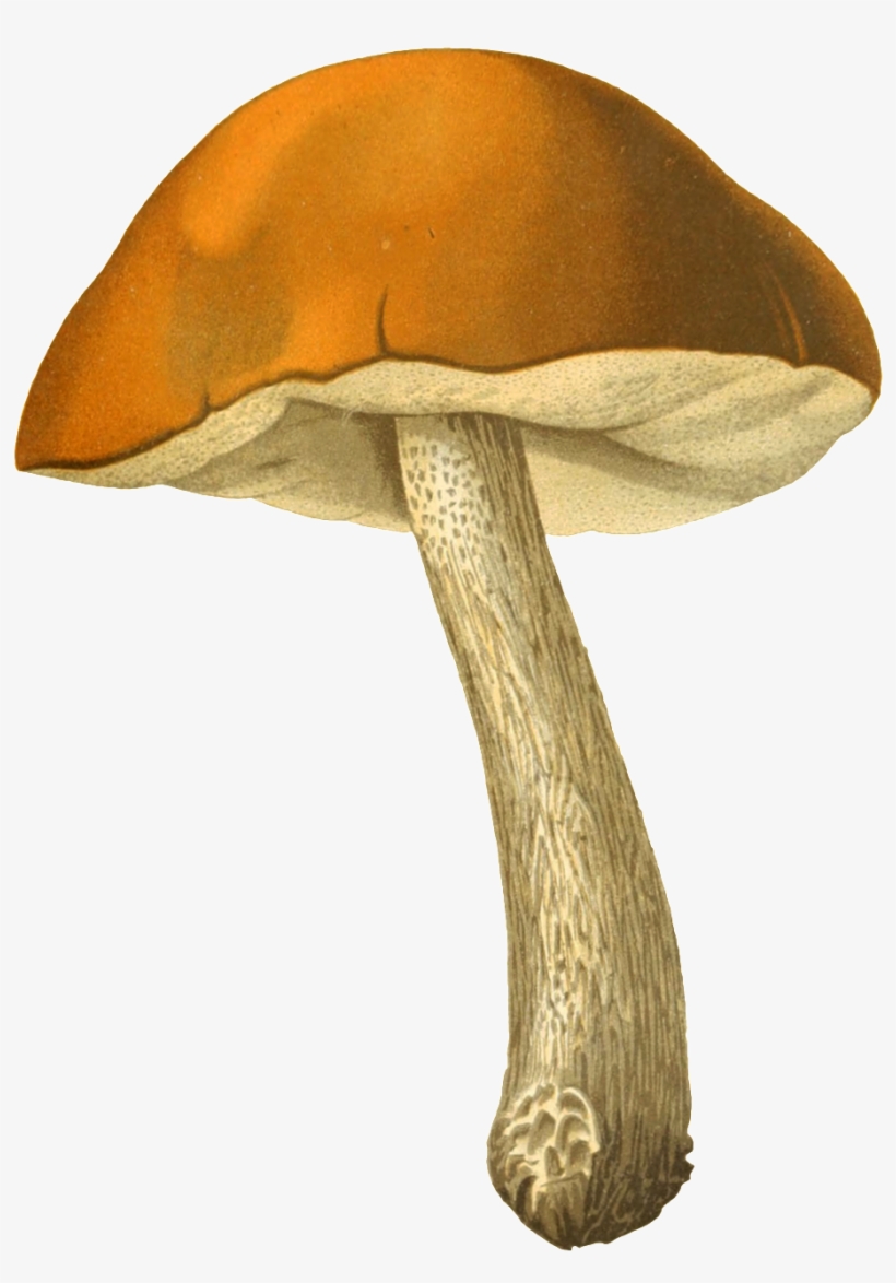 Un Transparente Png Ornamental Para Setas - Portable Network Graphics, transparent png #3310638