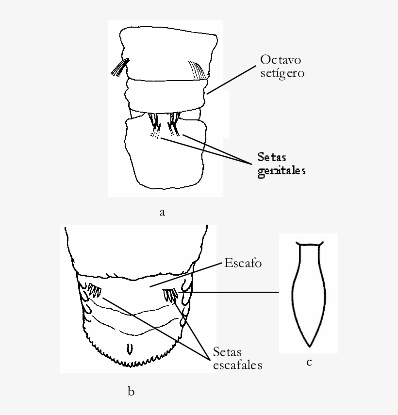 A) Genitales De Capitella Capitata, B) Escafo Y C) - Capitella Capitata, transparent png #3310688