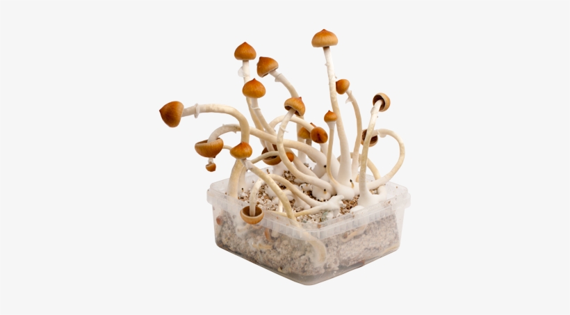 B Xl Kit De Cultivo Extra Grande-186 - Pan De Setas Alucinogenas, transparent png #3310694