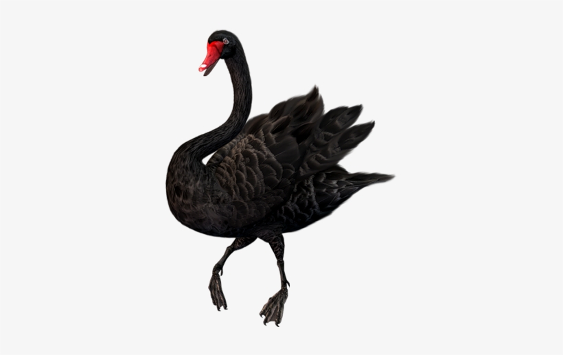 Black Swan Png, transparent png #3313169