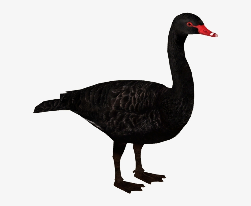 Black Swan - Zoo Tycoon 2 Swan, transparent png #3313359