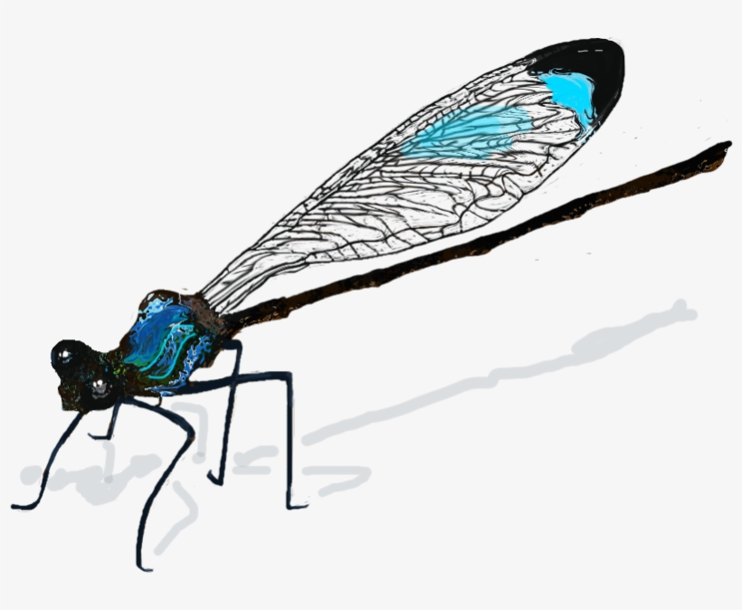 Dragonfly Wings Png Download - Damselfly Drawing, transparent png #3313602