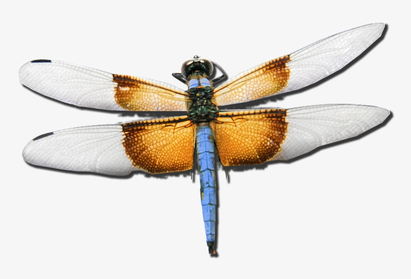 Dragonfly Skimmer Bug Insect Nature - Yusufçuk Png, transparent png #3313736