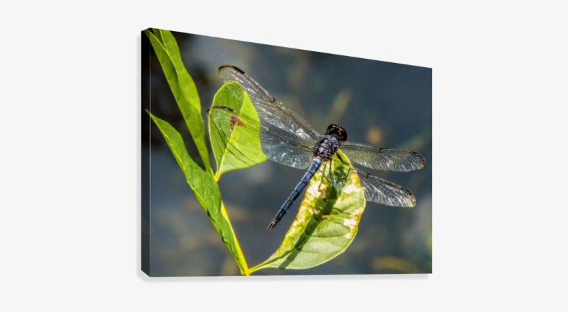 On Crystal Wings Canvas Print - Damselfly, transparent png #3313835