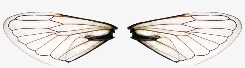 Dragonfly, transparent png #3313970
