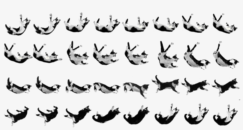 Mittens - Chicken, transparent png #3314130