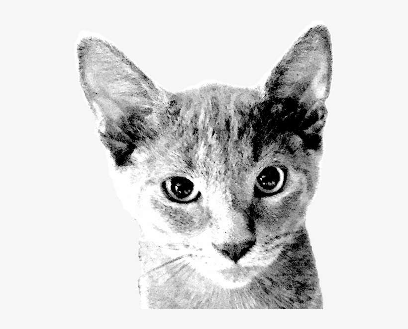 Harley Before Halftone - Harley-davidson, transparent png #3315841