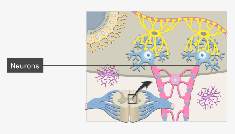 An Image Inside The Cns Showing The Neuron Support - Support Cells Of A Neuron, transparent png #3316764