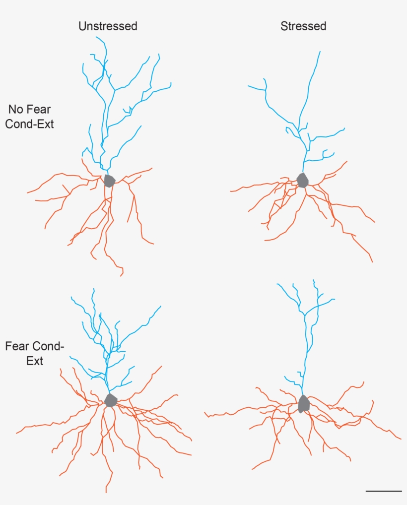 This Figure Illustrates The Separate And Combined Effects - Neurons Under Stress, transparent png #3316794
