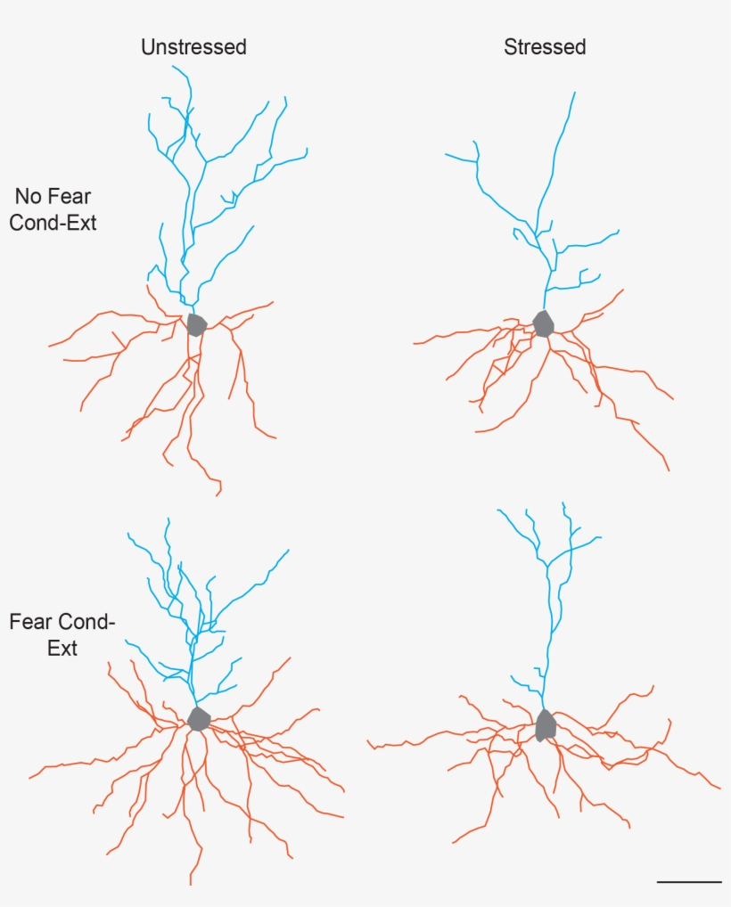 This Figure Illustrates The Separate And Combined Effects - Neurons Under Stress, transparent png #3316794