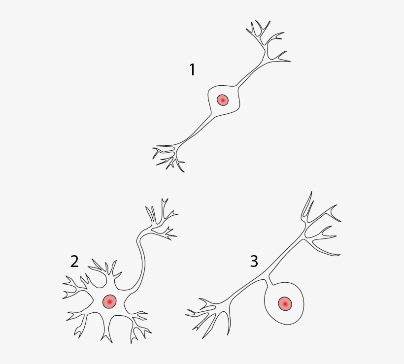 Multipolar, Bipolar, And Unipolar Neurons - Unipolar Bipolar Multipolar Neurons Unlabeled, transparent png #3316846