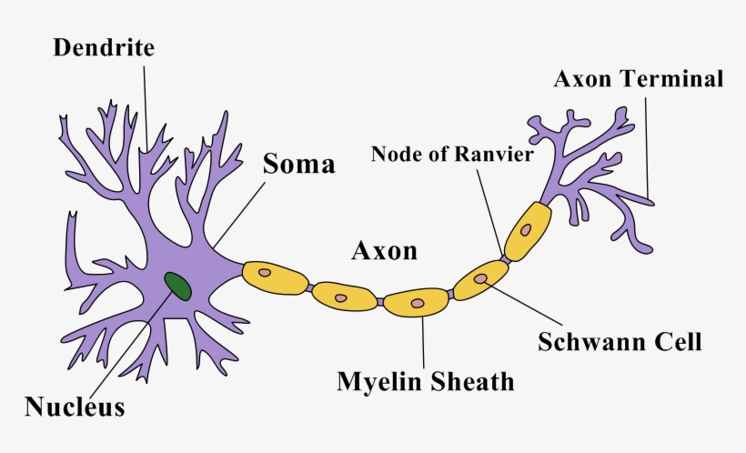 Structure Of A Neuron, transparent png #3316879