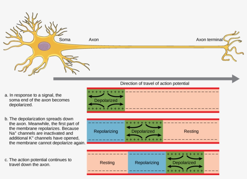 Figure 35 02 - Axon Neuron Action Potential, transparent png #3317110