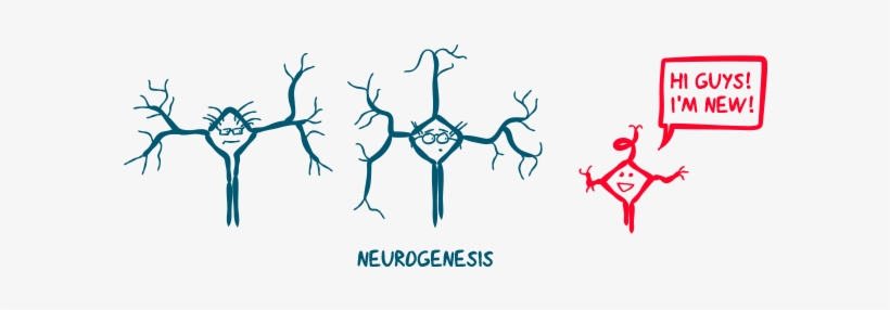 Contrast This With The Prefrontal Cortex - Graphic Design, transparent png #3317164
