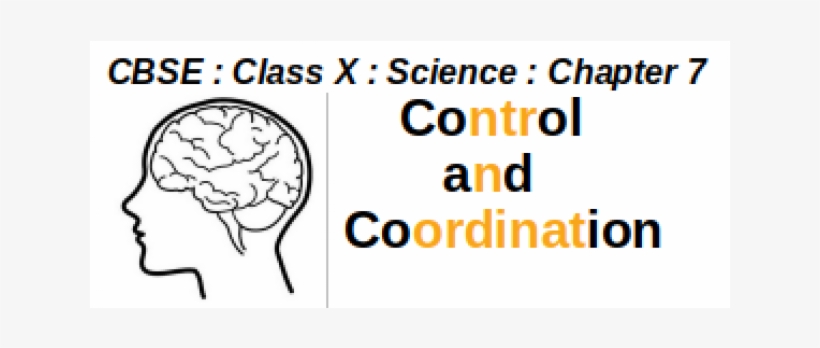 Class X - Your Brain And You: What Neuroscience Means, transparent png #3317195