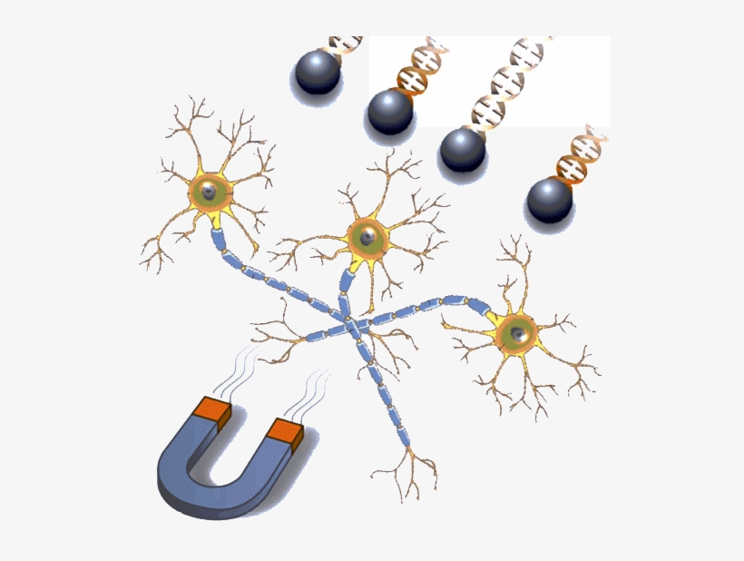 Transfection Reagent For Neurons - Neuron, transparent png #3317404