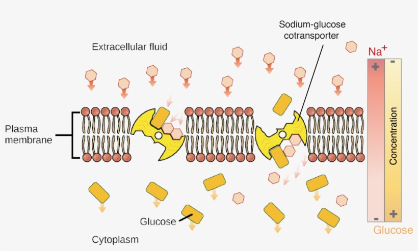 Sodium-glucose Pump - Transporte Activo De La Membrana, transparent png #3317457