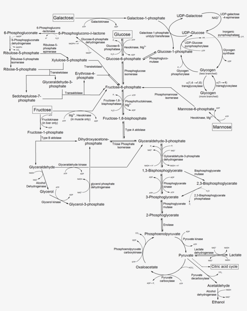 Metabolism Of Common Monosaccharides And Some Biochemical - Metabolism Of Common Monosaccharides, transparent png #3317481