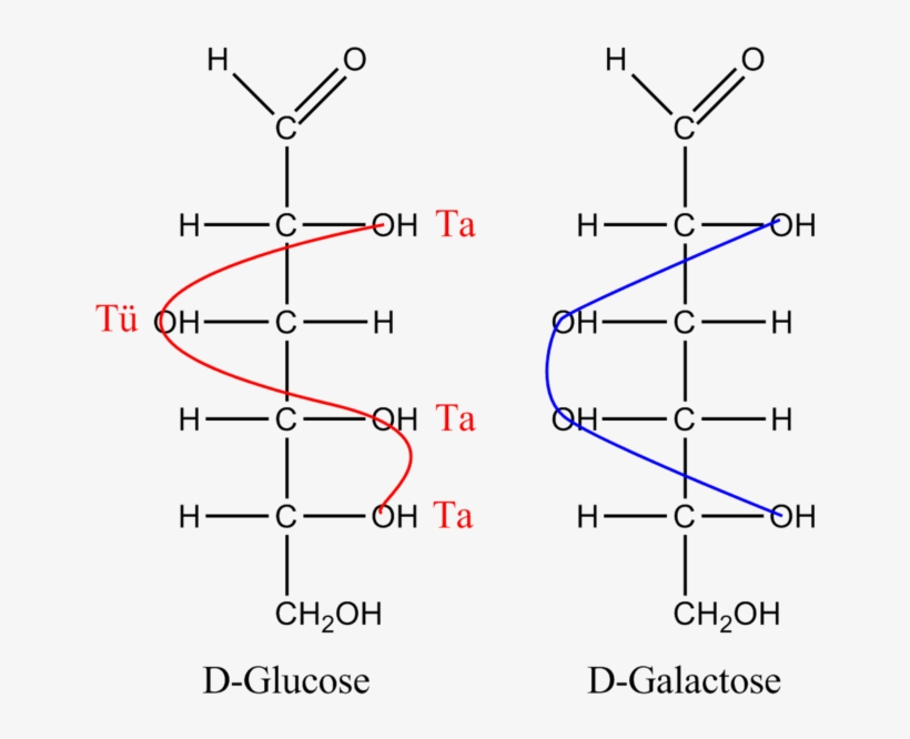 Difference Between Glucose And Galactose - Glucose Tatütata, transparent png #3317511
