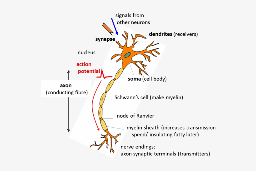 Sketch Showing The Main Parts Of A Neuron Graphic Design Free