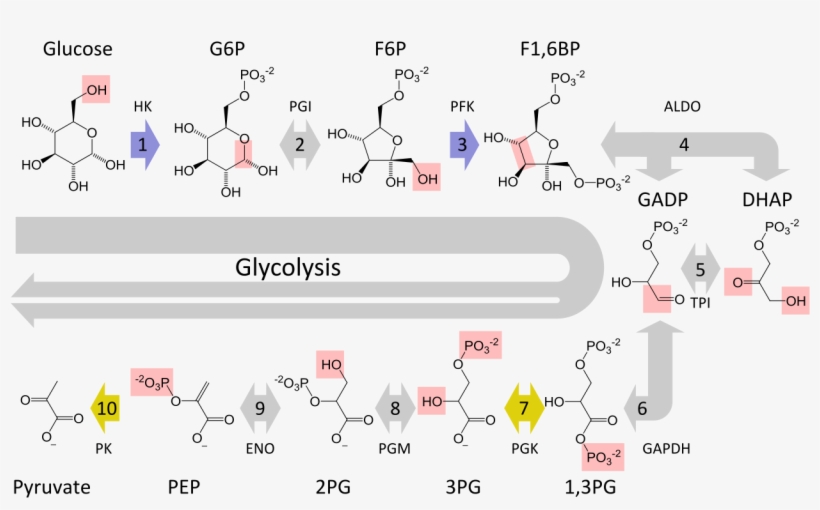 The Metabolic Pathway Of Glycolysis Converts Glucose - Steps Of Glycolysis, transparent png #3318136
