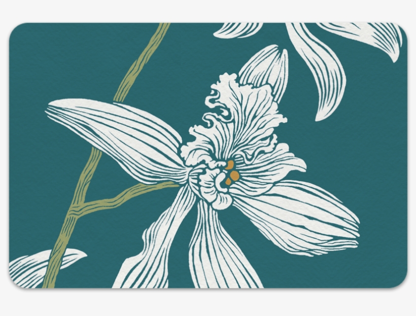 White Orchid Single Copy - Moth Orchid, transparent png #3318714