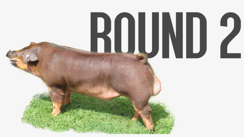 Round 2 - Pre-order - Overrun - Last Call - - Domestic Pig, transparent png #3319458