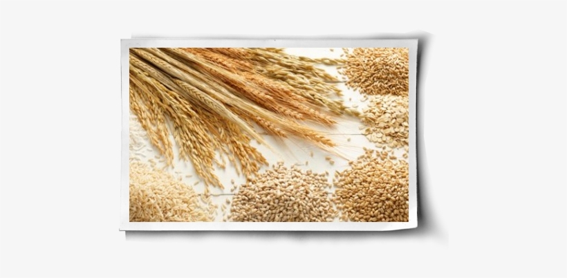 Grain, transparent png #3319804