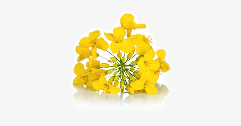 Grains And Oilseed - Canola Flower, transparent png #3320625