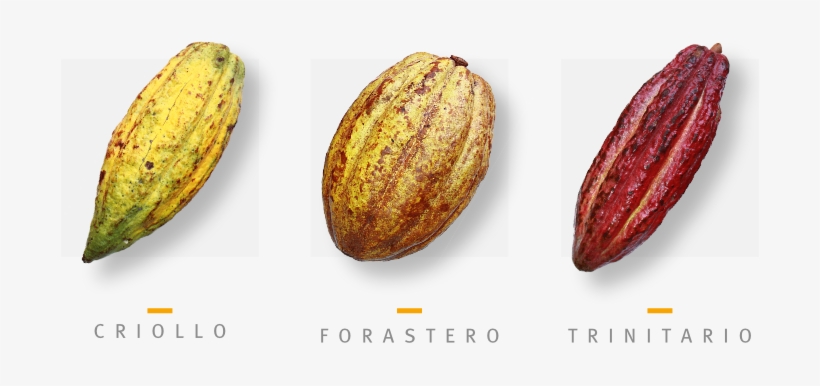 Img Cfda Tipos De Cacao - Cacao Criollo Forastero Y Trinitario, transparent png #3323147