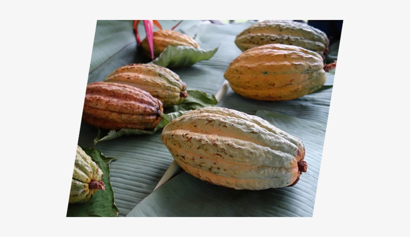 Where Does Chocolate Come From - Chocolate Pod, transparent png #3323323