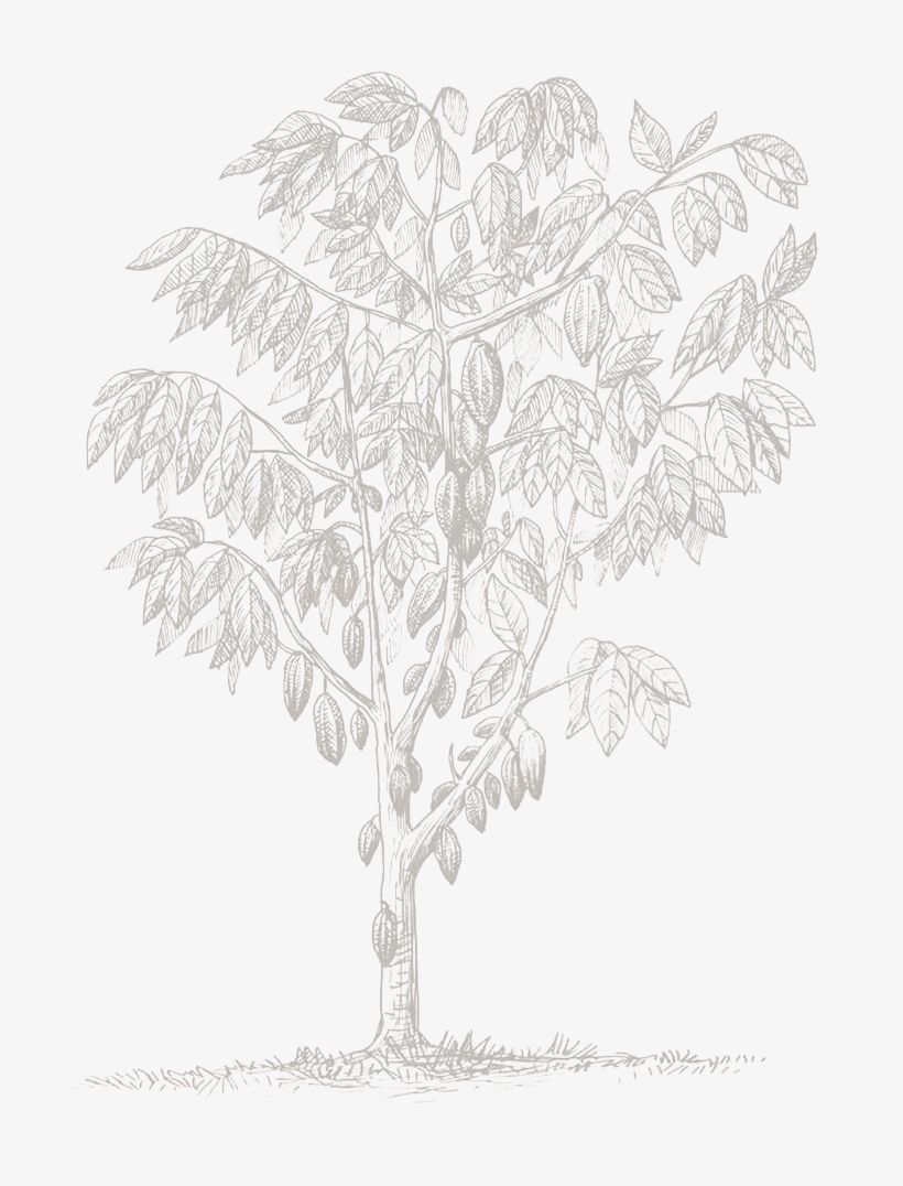 Gambel Oak, transparent png #3323326