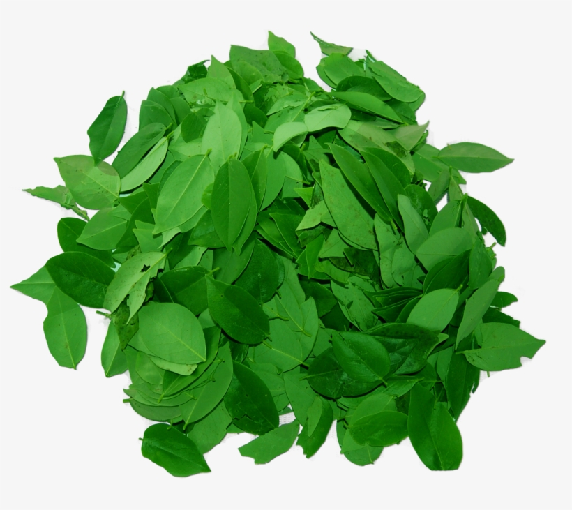 Madre De Cacao Soap Benefits, transparent png #3323426